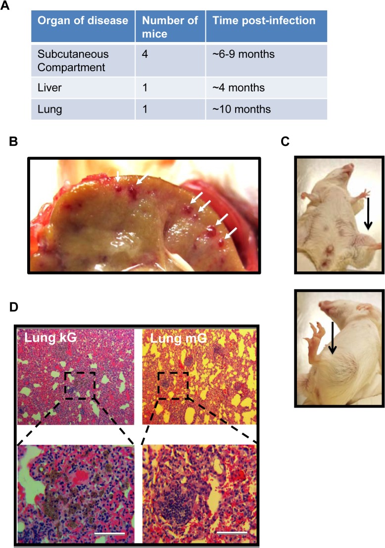 Fig 5