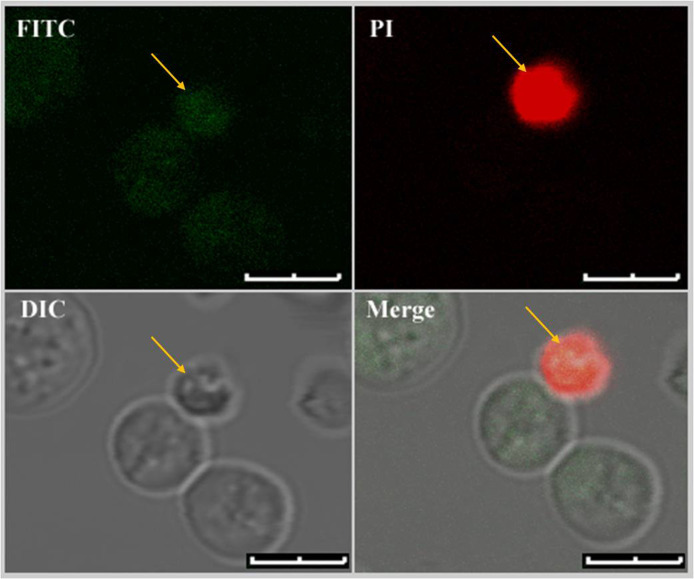 Figure 4.