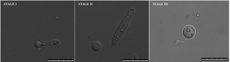 Figure 5.