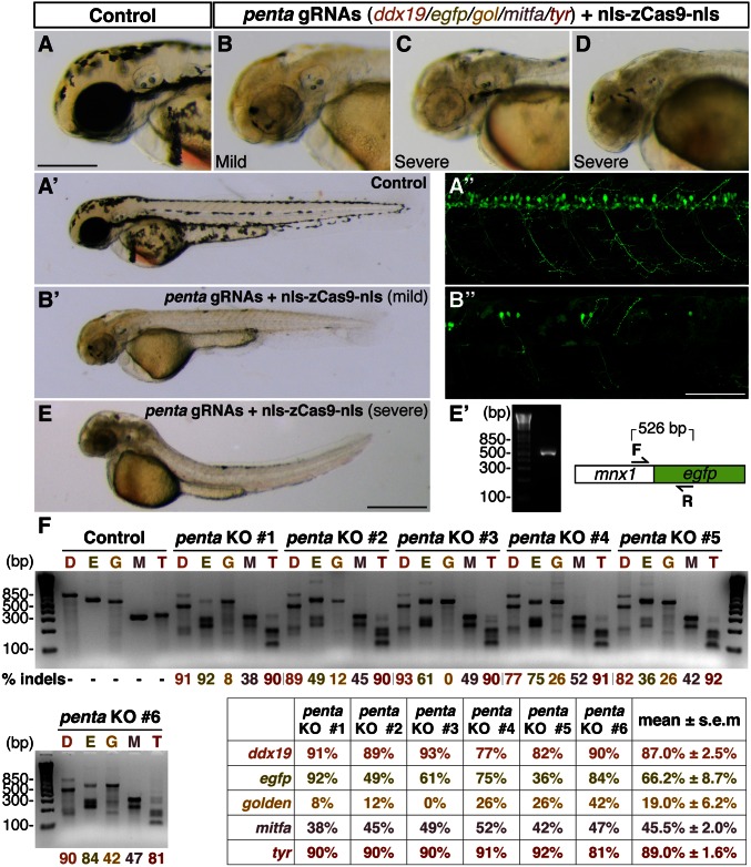 Fig. 6.