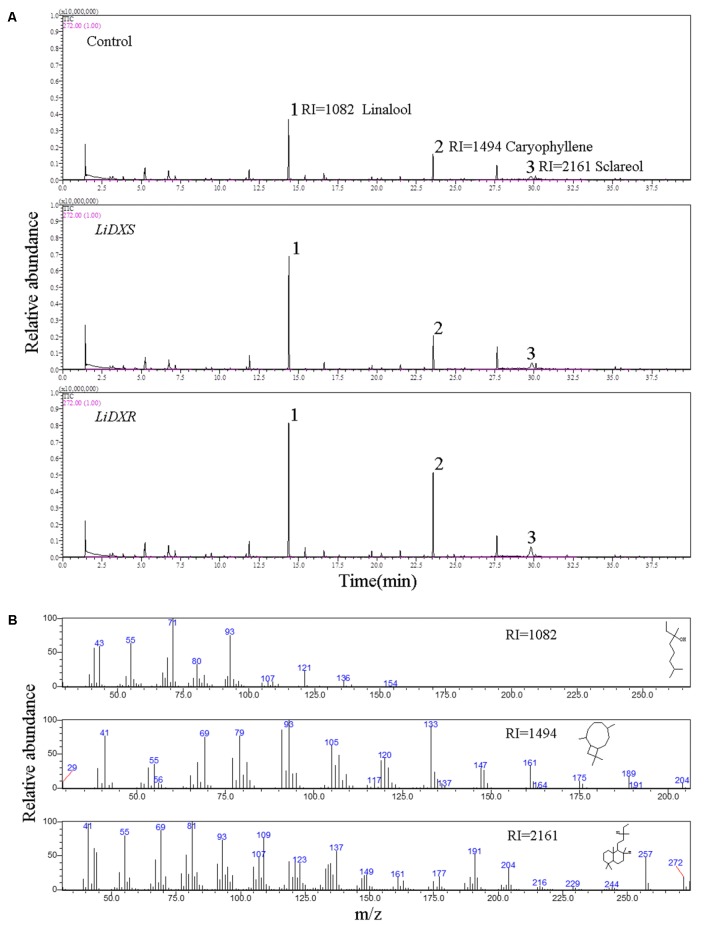 FIGURE 5