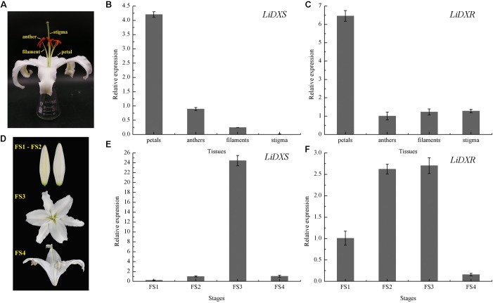 FIGURE 3