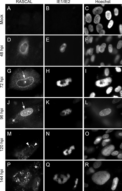 FIG. 3.