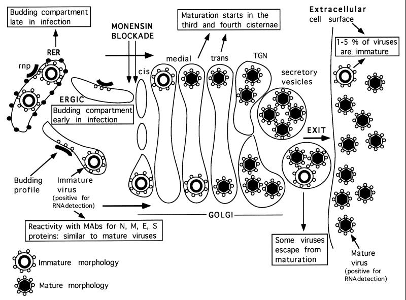 FIG. 7