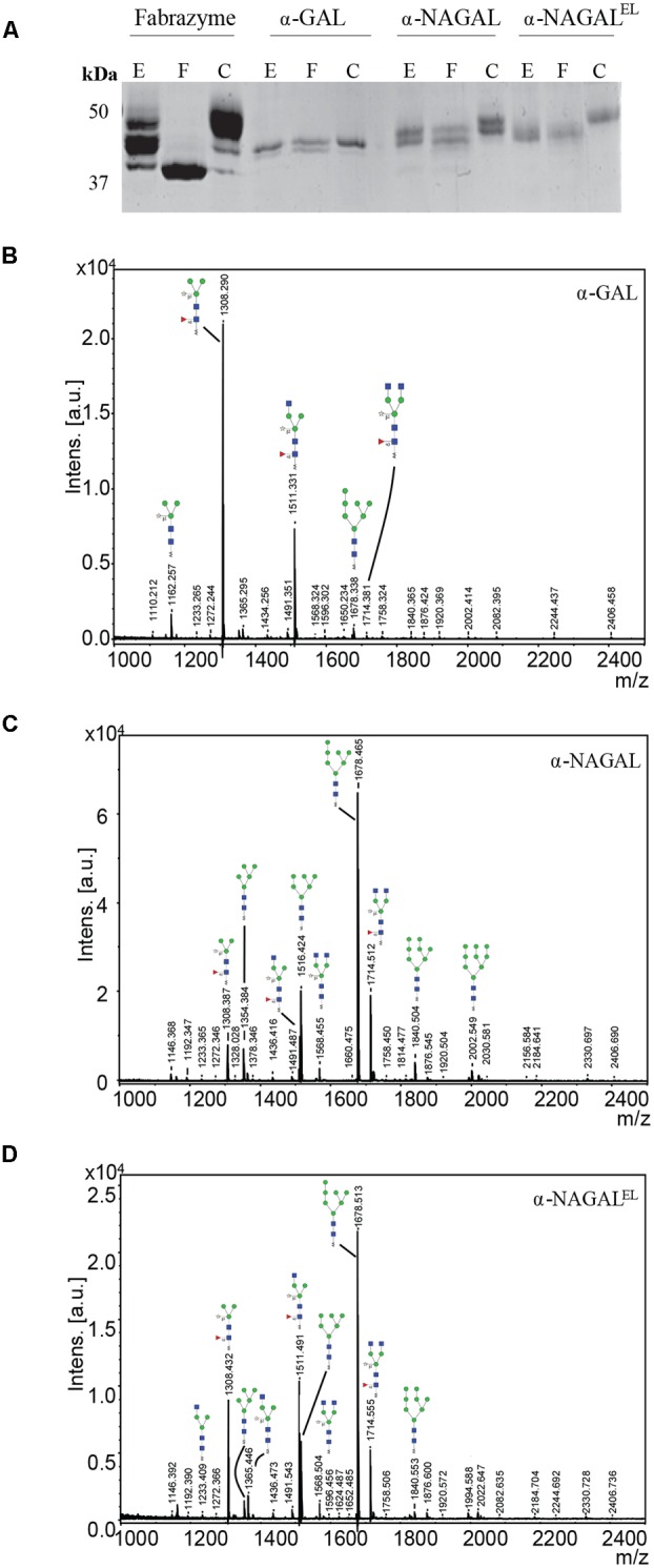 FIGURE 3