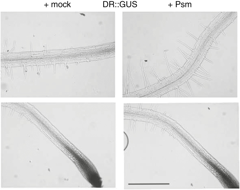 Fig. 5.