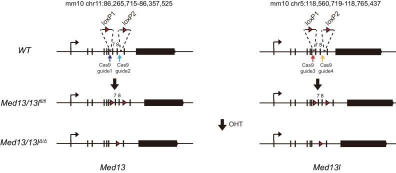 Figure 7—figure supplement 1.