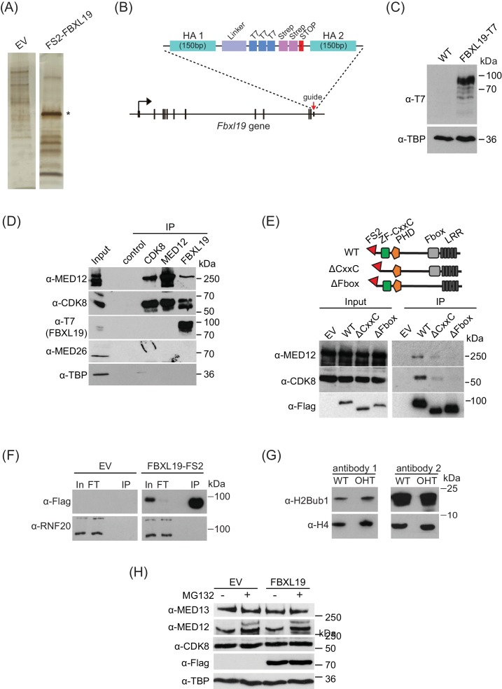 Figure 2—figure supplement 1.