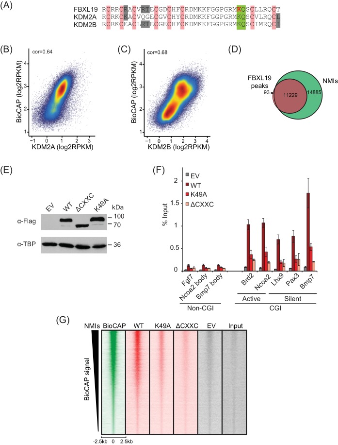 Figure 1—figure supplement 1.