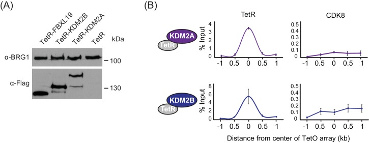 Figure 3—figure supplement 1.