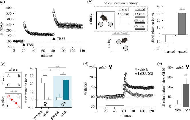 The status of CA1 and LPP–LTP predict performance in OLM and episodic memory tasks.