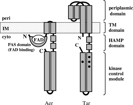 FIG. 1.