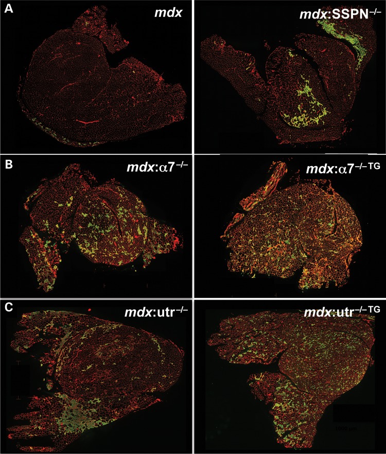 Figure 2.