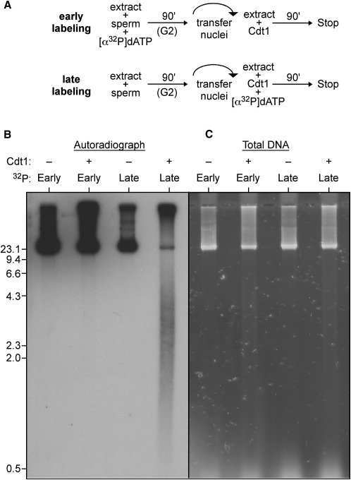 Figure 5