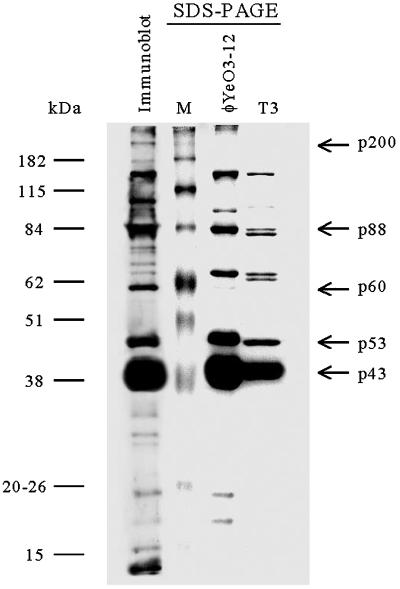 FIG. 5