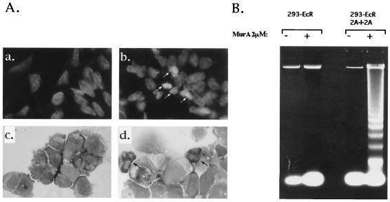 FIG. 6