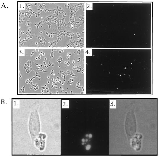 FIG. 7