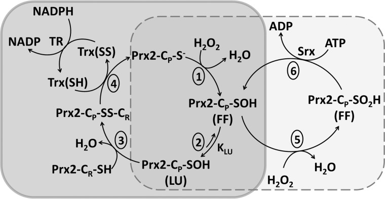 FIGURE 1.