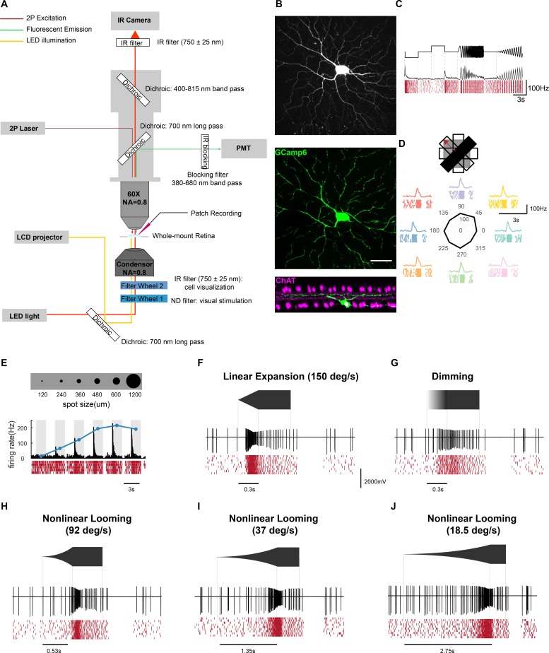 Figure 4—figure supplement 1.