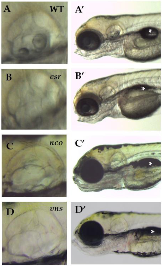 Figure 1: