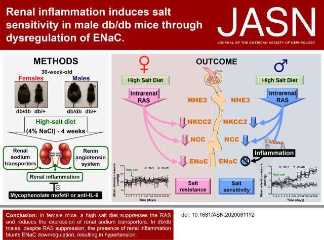 graphic file with name ASN.2020081112absf1.jpg