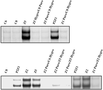 Fig. 3.