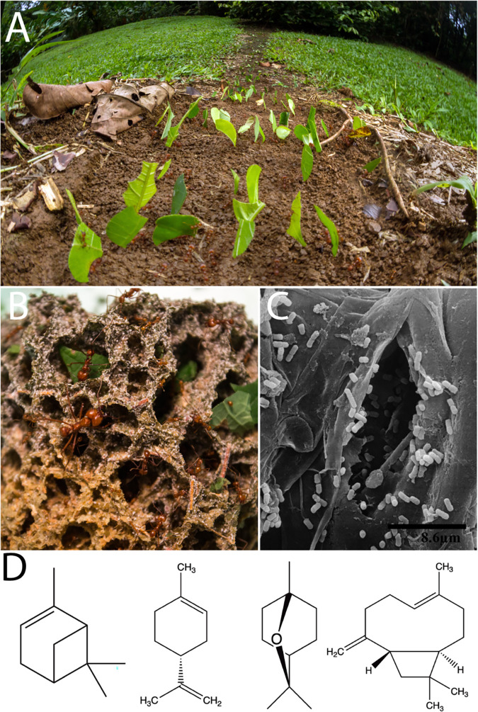 FIG 1