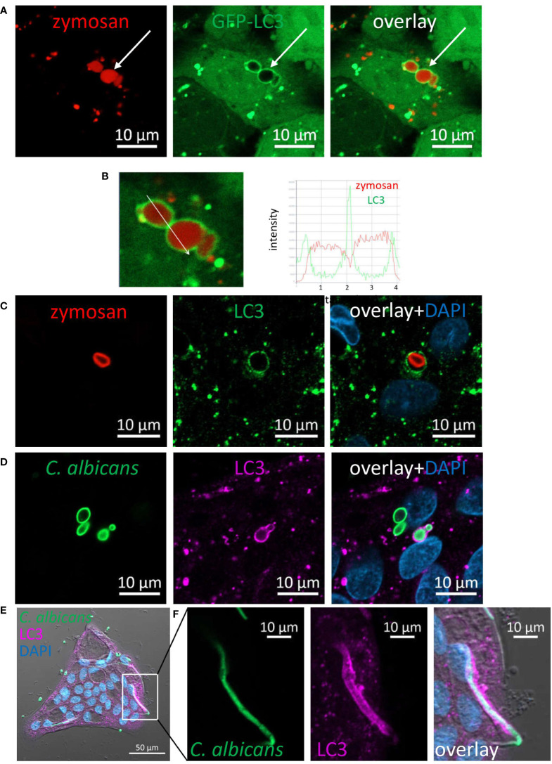 Figure 4