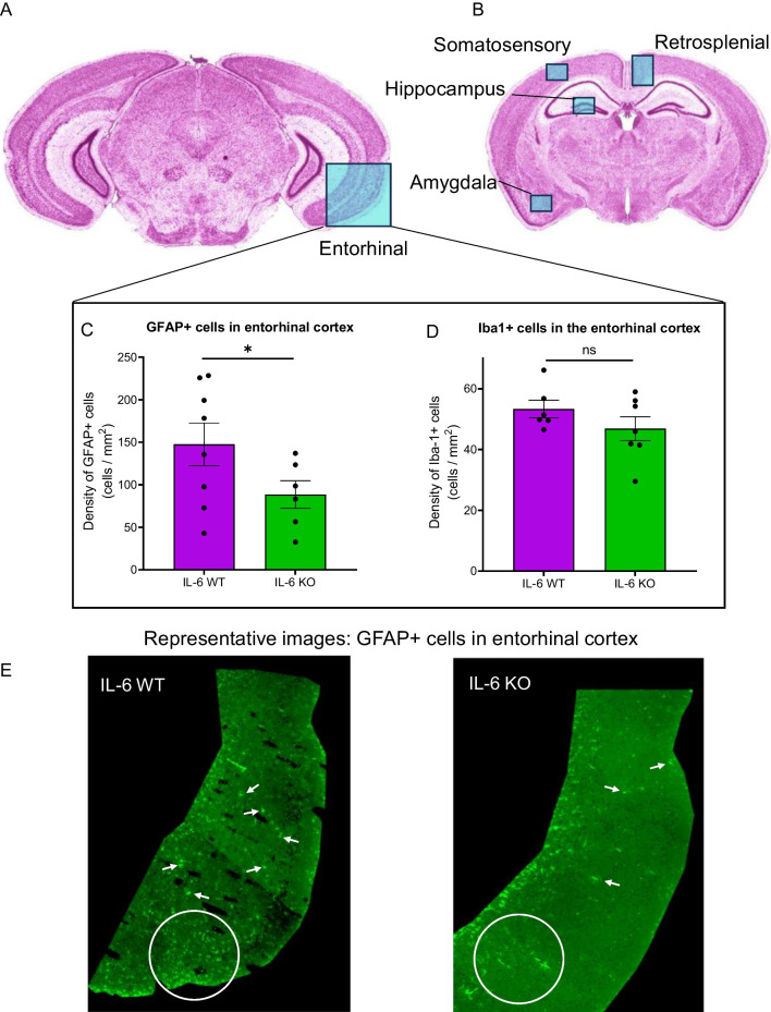 Fig. 6