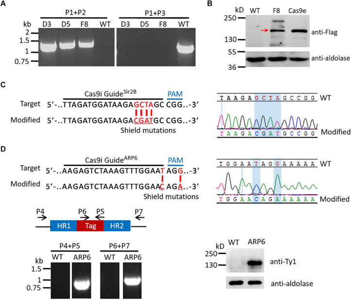 FIGURE 2