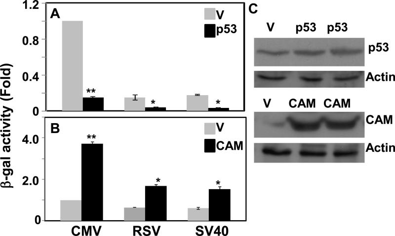 Fig.1