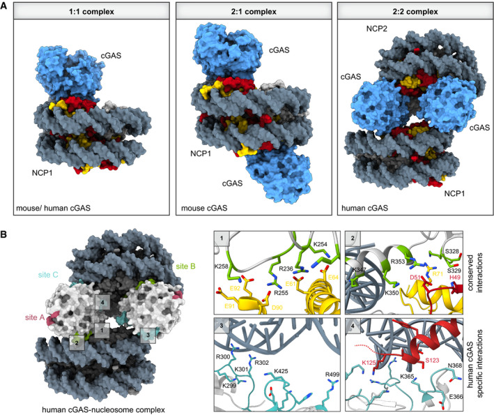 Figure 4