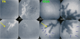 Fig. 22