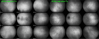 Fig. 13