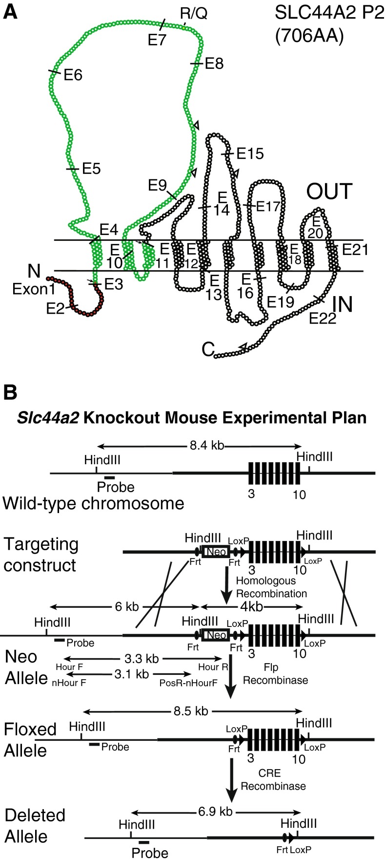 FIG. 1