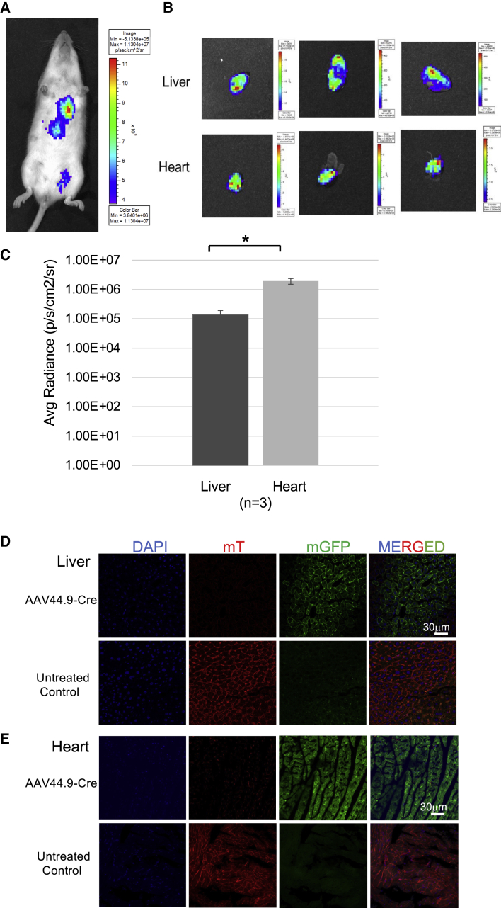 Figure 2