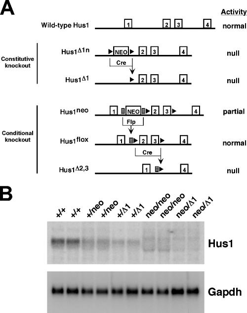 FIG. 1.