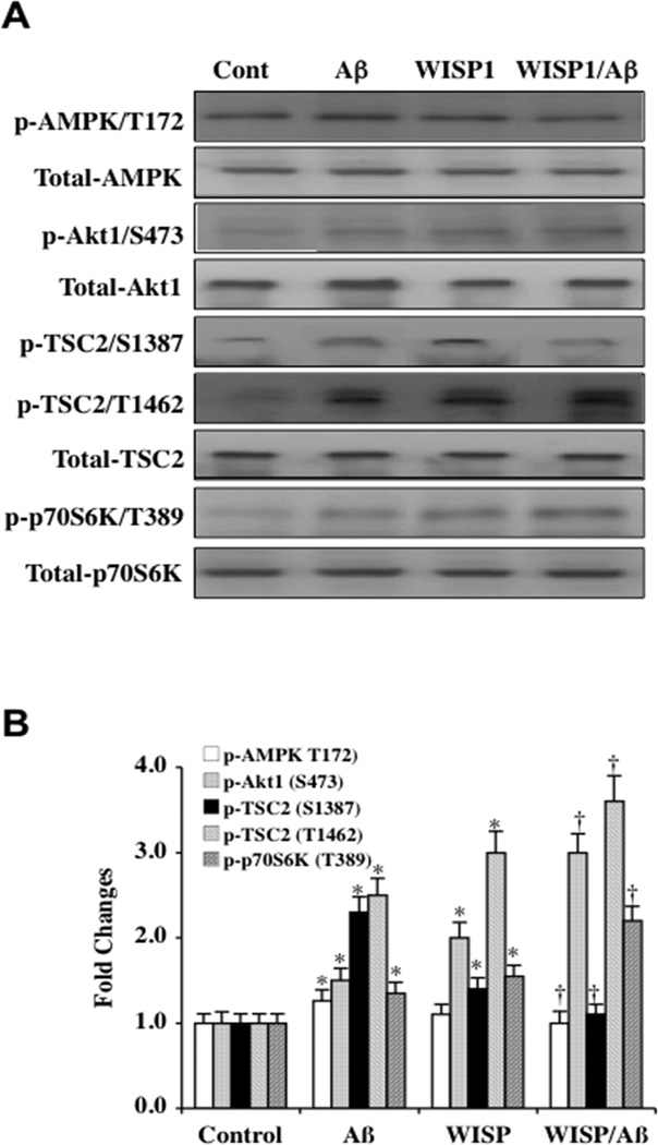 Fig. (1)