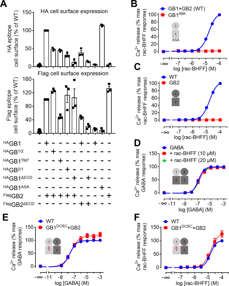 Figure 3—figure supplement 1.