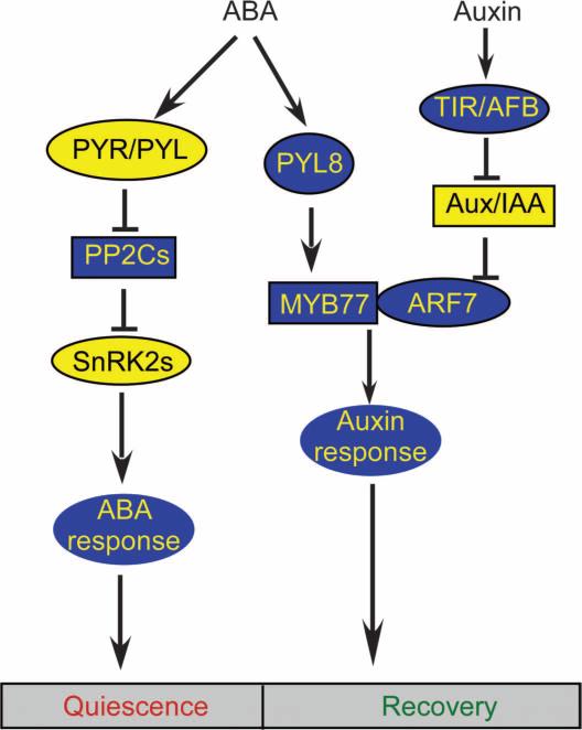 Fig. 7