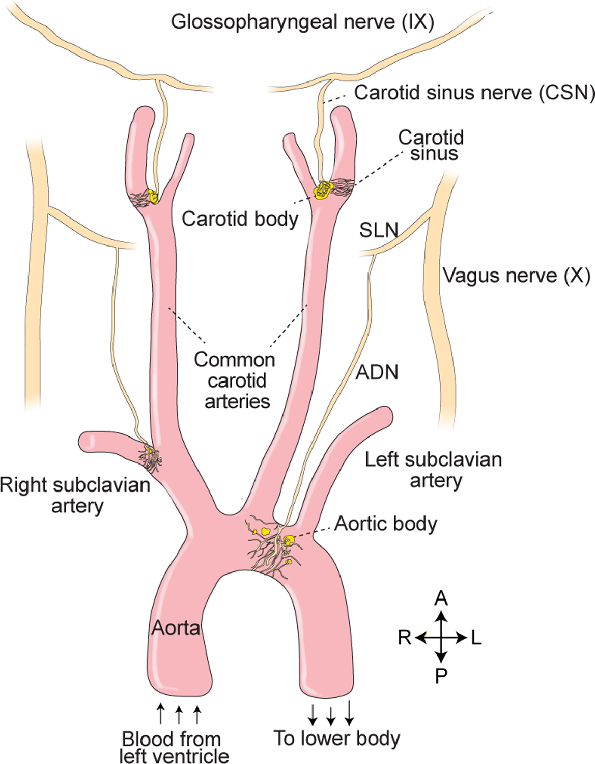 Figure 3.