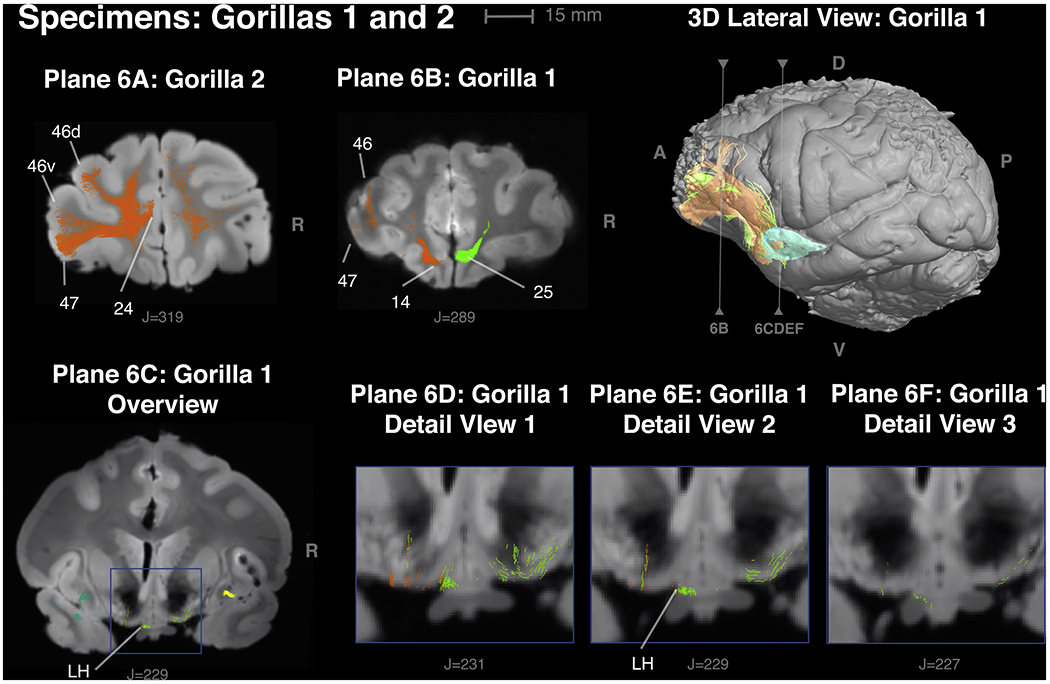 Figure 6 -