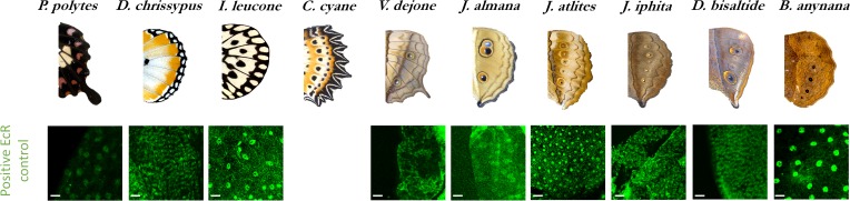 Figure 2—figure supplement 1.