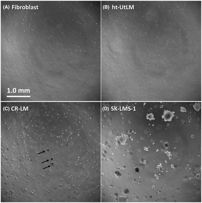 FIGURE 3