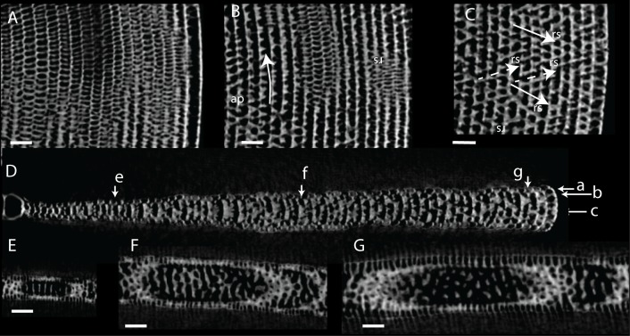 Fig 16