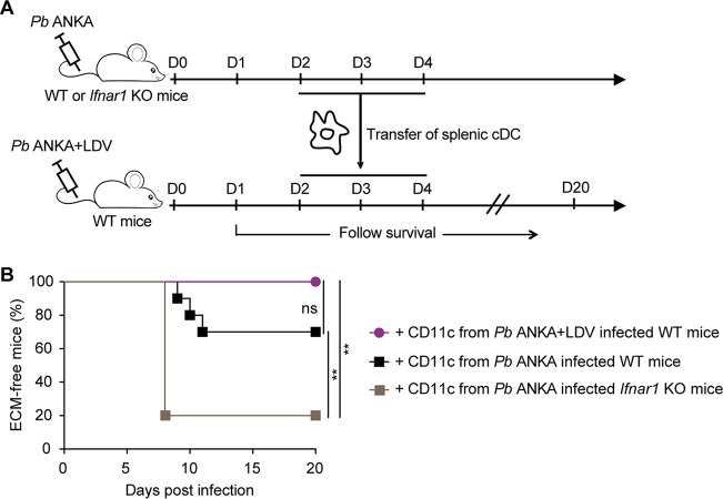 FIG 6