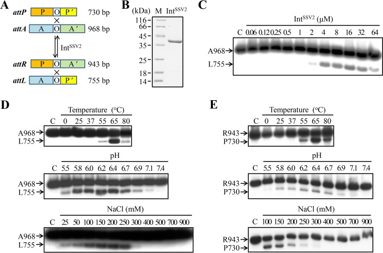 FIG 1