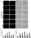 Fig 7
