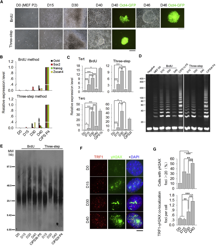 Figure 4