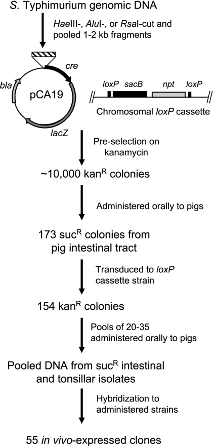 FIG. 1.